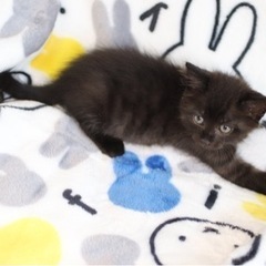 野良子猫　黒虎