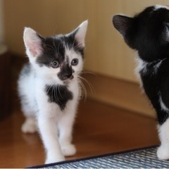 野良子猫　牛柄