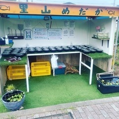 里山公園前　めだかの無人販売所　里山メダカ8月30日出店しょあ
