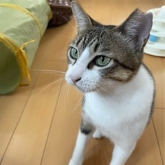 子供にかえった元気じるしのママ猫フーちゃん - 相楽郡