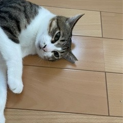子供にかえった元気じるしのママ猫フーちゃん - 猫