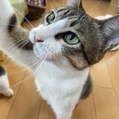 子供にかえった元気じるしのママ猫フーちゃん