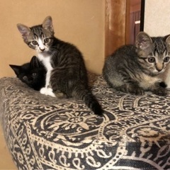 わんこと仲良し3兄妹🐕‍🦺❤️🐈‍⬛