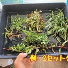 【水草】有茎草たち　パート23の画像