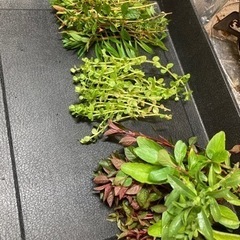 【水草】有茎草たち　パート23
