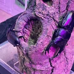 国産オオクワガタ　1ペアYG血統　83.4㎜