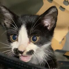 保護した仔猫　黒