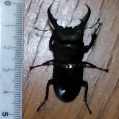 【お問い合わせ中】埼玉県産　ホンドヒラタクワガタ　22年羽化　♂のみ