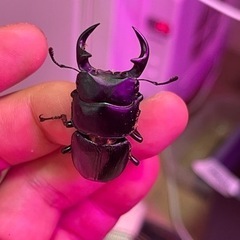 国産オオクワガタ　可愛い極小サイズ