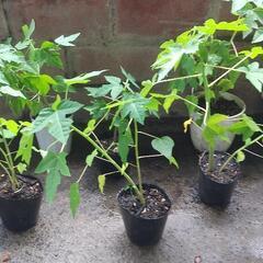 パパイヤの苗　1ポット　トロピカルフルーツ　観葉植物用