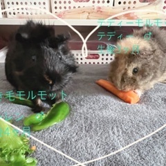 モルモットお譲りします。
