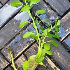 ルドウィジアフローティングプラント水上葉