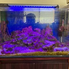 熱帯魚水槽セット一式（海水）淡水も可能