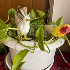 アンティーク　ガラステーブルとポトスの画像