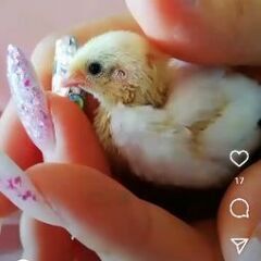 #うずら　#姫うずらの雛　　#ウズラ　#姫ウズラ　#姫うずら　#...