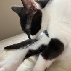 3ヶ月子猫里親さま募集 - 猫