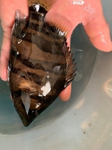 ダトニオ　プラスワン
