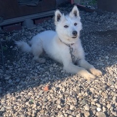 ミックス犬　人も仲間たちも大好きな男