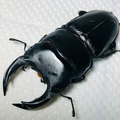【送料無料】兵庫県産オオクワガタ ペア ♂(オス)71mm ♀(...
