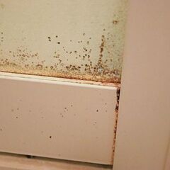 カビ除去・お家のお掃除はハイハイネットが承ります。