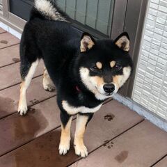 迷子犬(黒柴)探しています