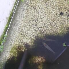 ミナミヌマエビ１０匹セット【水草，貝付き】