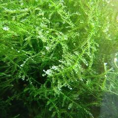 水草ウィローモスの画像