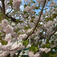 オンライン英語教室