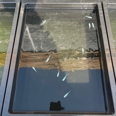 【めだか屋 全】プラチナ幹之リアルロングフィン　（ジモティー見た...