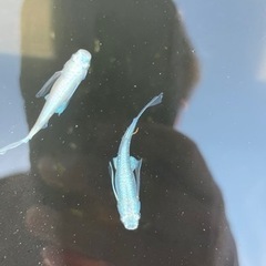 【めだか屋 全】プラチナ幹之リアルロングフィン　（ジモティー見たで＋1匹）の画像
