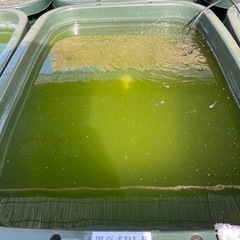 【めだか屋 全】黒百式リアルロングフィン