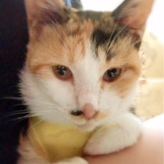 三毛猫　雌　1才