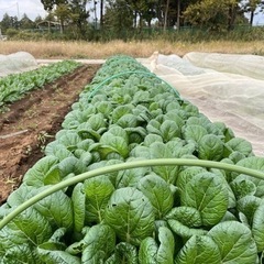 自然農法を一緒に取り組んでくれる方を探しています
