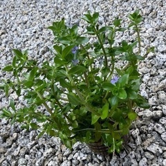 水生植物 ウォーターバコパ　ビオトープにいかがでしょう
