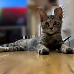 三か月の美猫です！