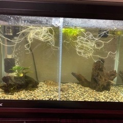 ＧＥＸ　ラピレス　６０ｃｍ水槽