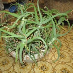 アロエ鉢植え①さし上げます