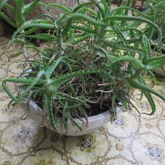 アロエ鉢植え①さし上げますの画像