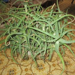 アロエ鉢植え③さし上げます。
