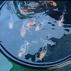 金魚  東錦(伊藤保)