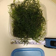 水草ウィローモスの画像