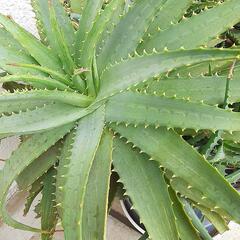 観葉植物アロエ　値下