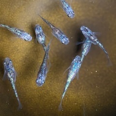 メダカ　白ブチラメ幹之サファイア系　　①    値下げしますの画像