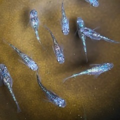 メダカ　白ブチラメ幹之サファイア系　　①    値下げしますの画像