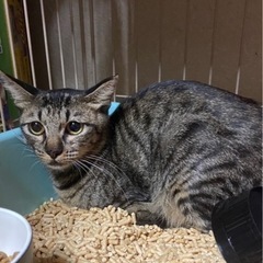3本足の母猫