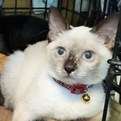 人気✿シャムミックスの子猫（メス）