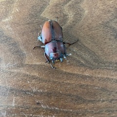 トカラ屋です☆ − 埼玉県