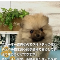 ブリーダーのお店🐶😻ワンちゃん、ネコちゃん直売いたします❗️