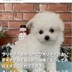 ランキングキーワードに紐づく投稿画像-子犬