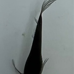 サタン　メダカ　卵